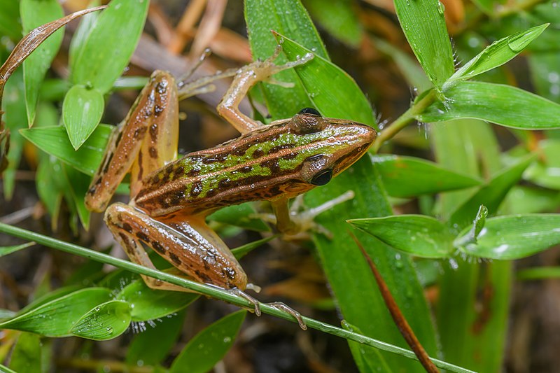 Hylarana macrodactyla